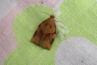 Archips rosana