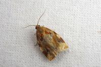 Archips xylosteana