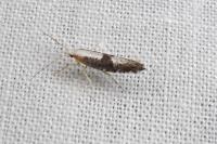 Argyresthia spinosella