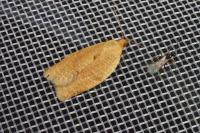 Clepsis consimilana