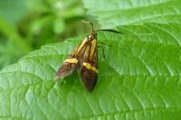 Nemophora degeerella