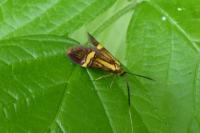 Nemophora degeerella