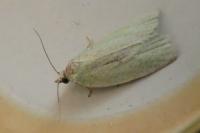 Tortrix viridana