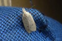 Nothris verbascella