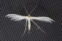 Pterophorus pentadactylus