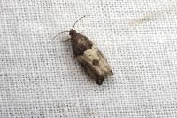 Spilonota ocellana