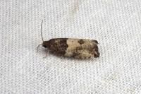 Spilonota ocellana