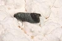 Cydia pomonella