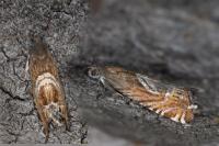 Grapholita jungiella