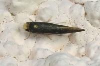 Monopis nigricantella