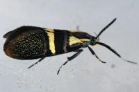 Dasycera oliviella