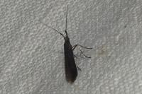 Coleophora