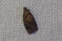Ditula angustiorana