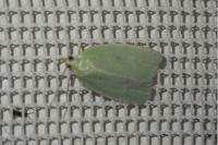 Tortrix viridana