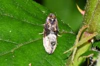 Hedya nubiferana