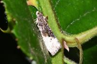 Hedya nubiferana