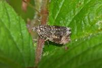 Celypha lacunana