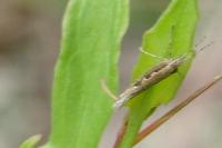 Plutella xylostella