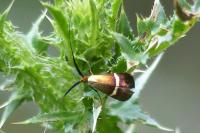 Adela australis
