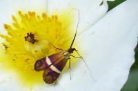 Adela australis