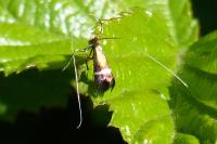 Adela australis