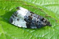 Hedya pruniana