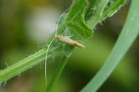 Nematopogon