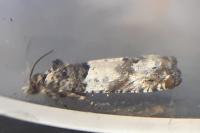 Epinotia thapsiana
