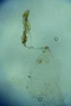 Alucita cymatodactyla
