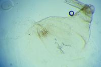 Alucita cymatodactyla