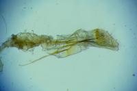Alucita cymatodactyla