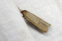 Deroxena venosulella