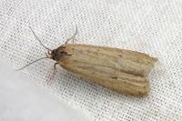 Deroxena venosulella