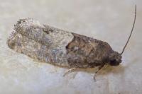 Gypsonoma aceriana