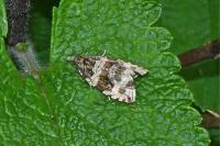 Orthotaenia undulana