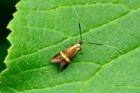 Nemophora degeerella