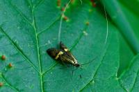 Nemophora degeerella