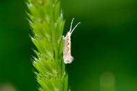 Plutella xylostella