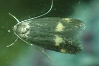 Borkhausenia minutella