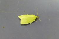 Tortrix viridana
