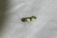 Enolmis acanthella