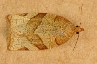 Pandemis cerasana