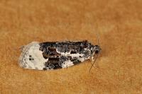 Apotomis turbidana
