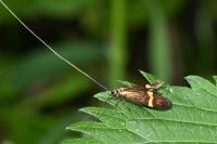 Nemophora degeerella