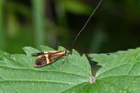 Nemophora degeerella
