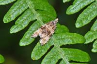 Orthotaenia undulana