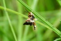 Thyris fenestrella