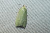 Tortrix viridana