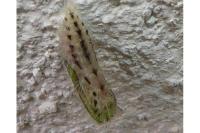 Pterophorus pentadactylus