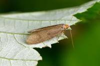 Agnoea latipennella